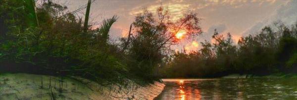 Sundarbans Orman Banglade