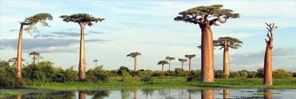 Baobap Aalar Bulvar Madagaskar