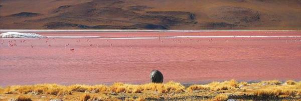 Laguna Colorada Bolivya