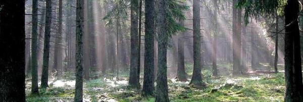 Bialowieza Orman Polanya, Beyaz Rusya