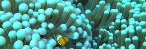 Sipadan Adalar Malezya