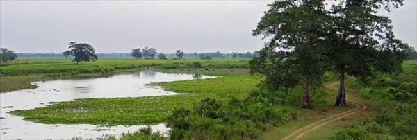 Kaziranga Milli Park Hindistan