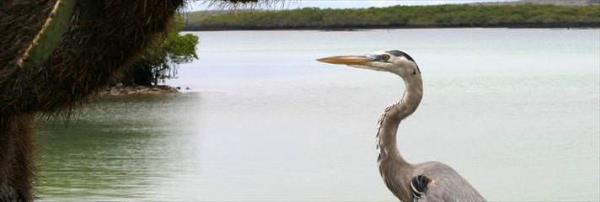 Galpagos Adalar Ekvador