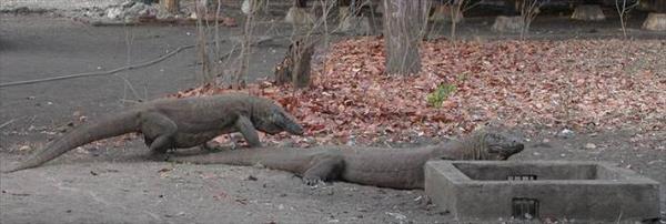 Komodo Milli Park Endonezya