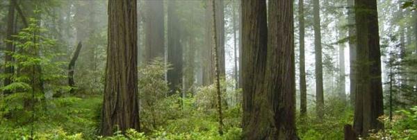 Redwood Ulusal ve Eyalet Parklar ABD