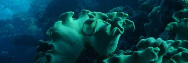 Byk Set Resifi Avustralya