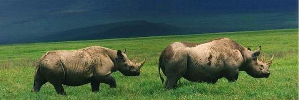 Ngorongoro Koruma Alan Tanzanya