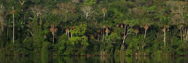 Amazon Yamur Ormanlar Brezilya, Peru, Colombiya, Venezuela, Ekvador, Bolivya, Fransz Guyanas, Surinam, Guyana