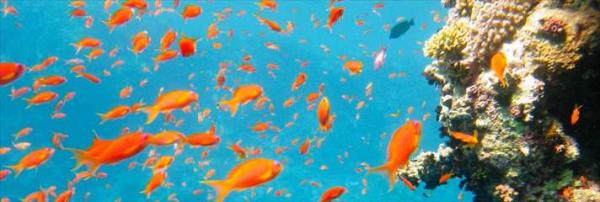 Kzldeniz Suudi Arabistan, Yemen, Msr, Israil, rdn, Dijibuti, Eritre, Somali, Sudan