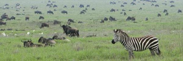 Serengeti Milli Park Tanzanya