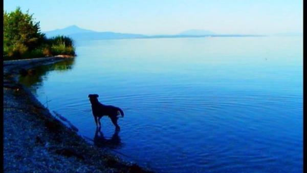 GOODBYE TO LANGUAGE (Adieu au langage)