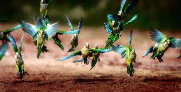 Photo tuts+,  dnyann drt bir yannda ekilen en iyi 100 ku fotorafn seti. Aralarnda amatr fotoraflarn da olduu sanatlarn, kutuplardan Macaristan'a, sve'ten Amerika'ya kadar uzanan corafyada ektikleri kareler gz kamatrc.