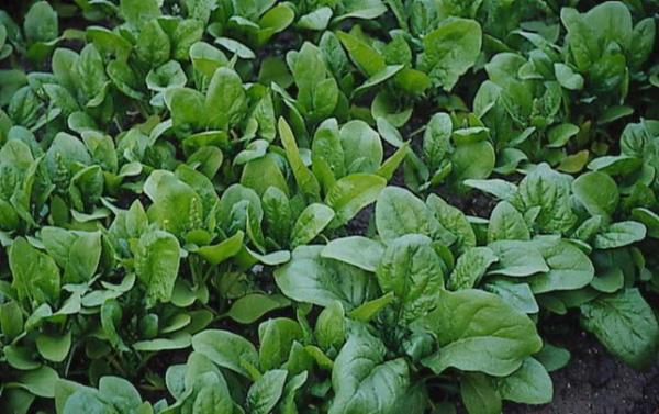 3. Koyu Yeil Yaprakl Sebzeler: Annenin emzirme dnemindeki beslenmesi dorudan stn ierii ile ilikili.