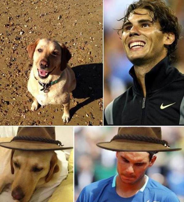 Nadal'a benzeyen kpek