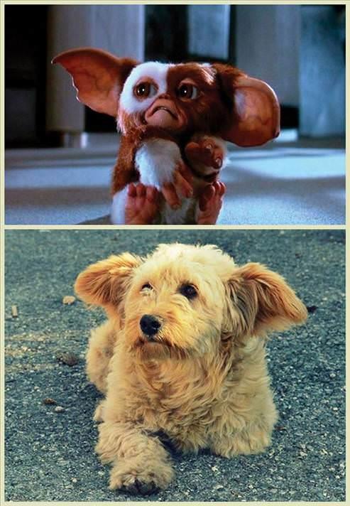 Gizmo'ya benzeyen kpek