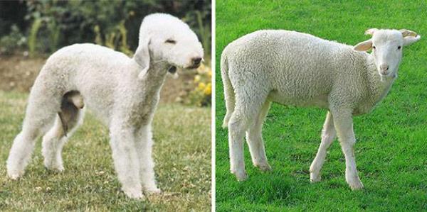 Kuzu gibi grnen Bendlington Terrier cinsi kpek