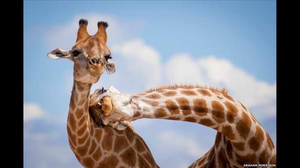 Yetikinler ve genler iin alt ayr kategorinin bulunduu yarmada 'Mkemmel An' kategorisinde Graham Morrison'un 'Zrafalar' fotorafna dl verildi.