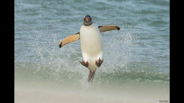 Tom Way'in dalgalar zerinde zplayan bu papua pengueni fotoraf da 'Mkemmel An' finalistleri arasndayd.