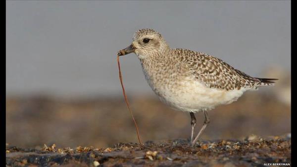 Berryman ayrca 'Grmek in Son ans' kategorisinde bu gri yamurkuu fotorafyla dle layk grld.