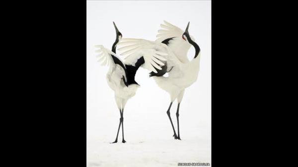 Simone Sbaraglia, Japon turnalarn birbirine kur yaparken grntleyen bu fotorafyla 'Kular ve Arlar' kategorisinde dl ald.