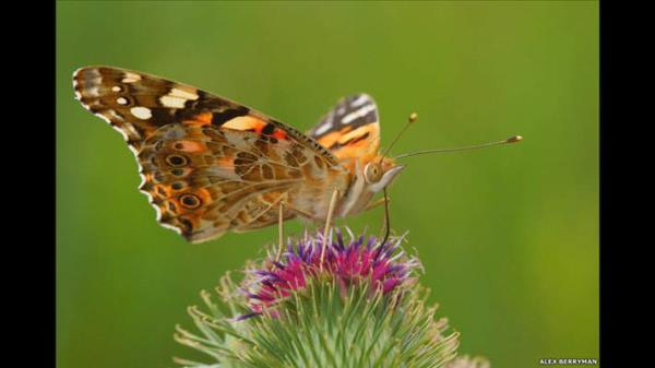 'Byklk nemli' kategorisinin gen katlmcs Alex Berryman 'Boyal Hanm' adn tayan bu kelebek fotorafyla dl ald.