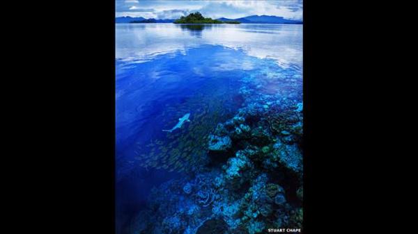 'Derin ve Anlaml' kategorisinde Stuart Chape kara burunlu mercan kpekbal fotorafyla yetikinler dalnda birinci oldu. Kazanan fotoraflar ve dier finalistler 19 Eyll'den itibaren ZSL'nin Londra Hayvanat Bahesi'nde sergilenecek.