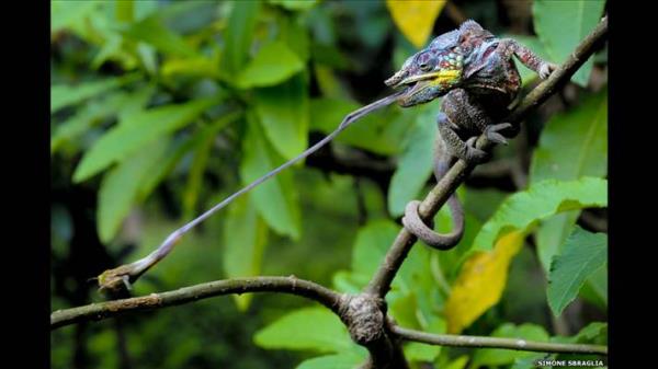 Londra Zooloji Dernei'nin (ZSL) dzenledii Hayvan Fotoraflar dl'n bu yl Simone Sbaraglia'nn ektii panter bukalemun fotoraf ald