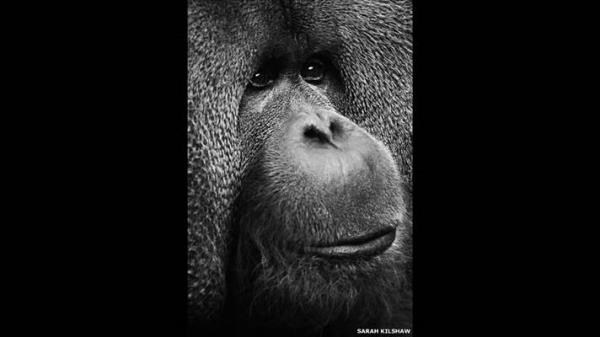Hayvanlar koruma amal bir kurulu olan ZSL'nin fotoraf arsna binlerce yant geldi. Sarah Kilshaw'un siyah-beyaz orangutan fotoraf Genler kategorisinde dl ald.