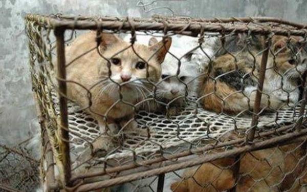 inliler her sene yaklak 4 milyon kedi yer.