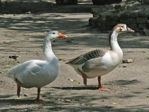 in'de polisler karakollarda kpek yerine kaz kullanmay tercih ediyor; zira kazlar insanlara gre uza daha net grebiliyor ve tepki verebiliyor.