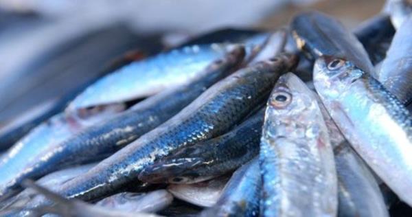 Omega-3 ya asitleri vcudu enfeksiyonlara kar koruyarak baklk sistemini destekliyor.