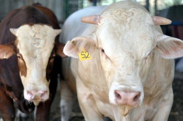 "Reslullah (s.a.s.), develer kesilirken banda durmam, derilerini ve srtlarndaki ullarn paylatrmam emretti ve onlardan herhangi bir eyi kasap creti olarak vermeyi bana yasaklad ve 'kasap cretini biz kendimiz veririz.' buyurdu."