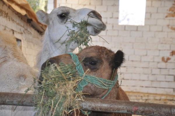 <br><b>Ehl-i kitap olmayan kiinin kestii kurban hell midir?</b></br>  Eti yenen hayvanlarn etlerinin helal olmas iin, hayvan kesecek kimsenin, akl ve temyiz gcne sahip, Mslman veya ehl-i kitaptan olmas gerekir.