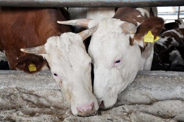 4. evre temizlii iin gerekli tedbirler alnmaldr.