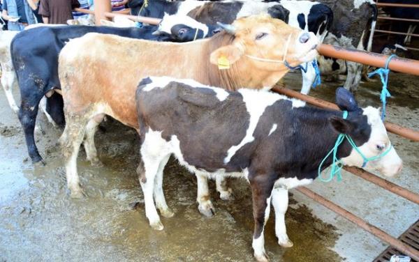 Etlerinin yenmesi helal olan hayvanlarn, (ister kurban olarak ister baka bir amala kesilmi olsun) kanlar, dleri, bezeleri, idrar torbalar, cinsel organlar, husyelerini (yumurtalarn) yemek tahrmen mekruhtur.