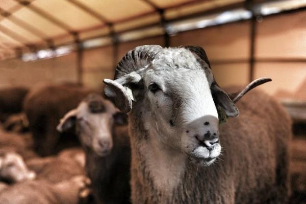 Hayvann bir kulann delik veya yrtlm olmas durumunda; eer delikler ve yrtklar kulan yardan fazlasn tekil ediyorsa, byle bir hayvan kurban edilemez.