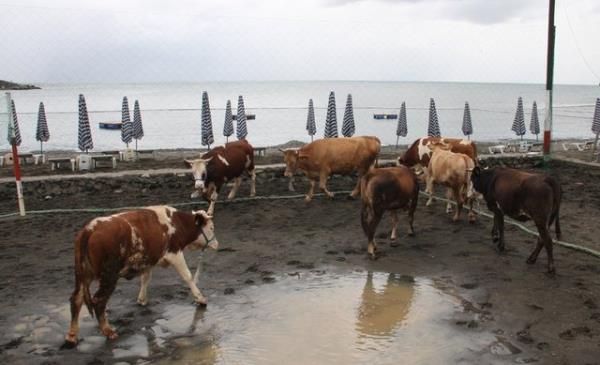 Veklet, szl veya yazl olarak ya da telefon, internet, e-mail, faks ve benzeri iletiim aralar ile verilebilir. Vekil tayin edilen kii veya kurum ald vekleti gerei gibi yerine getirmelidir.