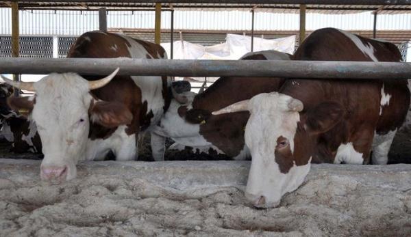 <br><b>Kadnlar kurban kesebilir mi?</b></br>  Hayvan kesiminde, gerekli yeterlilik ve artlar tayan kii kadn olsun, erkek olsun kurban kesebilir.