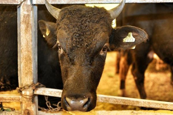 <br><b>Kurban derisi nasl deerlendirilmelidir? </b></br>  Kurbann derisi, bir fakire veya hayr kurumuna verilmelidir.