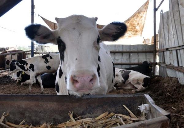 <br><b>Kurban kesen kasaba cret vermek caiz midir? Kurban etinin bir ksm kesim creti olarak verilebilir mi?</b></br>  Hayvann kesim ameliyesi ibadet deildir. Bu yzden kurban kesen kasabn cret almas caizdir.