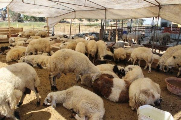 2. Hayvann can kmadan bann gvdesinden ayrlmamasna zen gsterilmelidir.