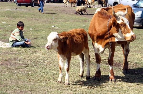 Hz. Peygamber (s.a.s.), veda haccnda Hz. Ali'ye, kurban olarak kesilen develerinin banda durmasn ve bunlarn derileri ile srtlarndaki ullarn sadaka olarak vermesini, kasap creti olarak bunlardan bir ey vermemesini emretmitir.