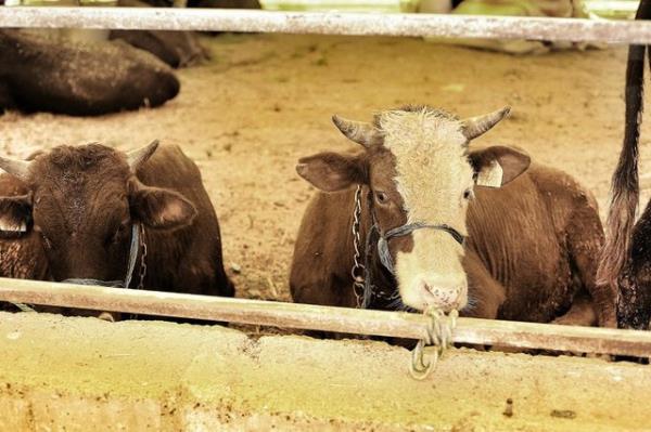 slm dininde aile fertleri arasnda mal birlii deil, mal ayrl esas vardr. Bir aile iinde kar, koca ve ocuklardan her birinin mal ayr ayr belirlenmise kendilerine aittir.