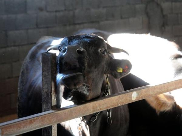 <br><b>Kurban kesim vakti ne zaman balar ve biter?</b></br>  Kurban kesim vakti, bayram namaz klnan yerlerde bayram namaz klndktan sonra; bayram namaz klnmayan yerlerde ise, fecirden (sabah namaz vakti girdikten ) sonra balar.