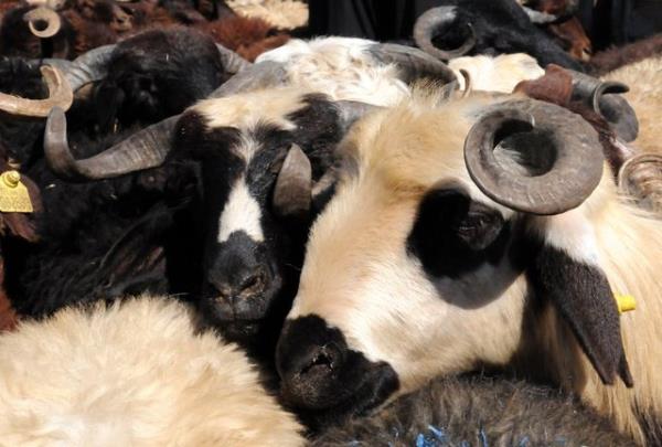 Zira kurban, hac ve zekt gibi mal ile yaplan bir ibadettir; mal ile yaplan ibadetlerde ise veklet caizdir. Nitekim Hz. Ali'nin (r.a.) yle dedii rivayet edilmitir: