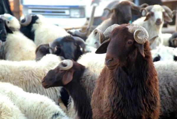 <br><b>Taksitle kurban alnabilir mi?</b></br>  Vadeli sat caizdir. Taksit, borcun denmesinin belirli birka zamana vadeli olarak geciktirilmesidir.