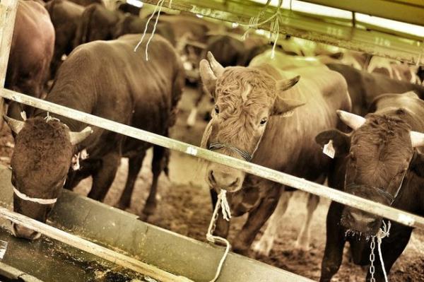 3. Kurban edilecek hayvana ac ektirilmemeli ve eziyet edilmemelidir. Bu nedenle hayvanlar ehil kiiler tarafndan kesilmeli ve kesim ilemi sratli bir ekilde yerine getirilmelidir.