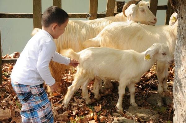 Buna gre taksitlendirme yolu ile satn alnan bir mala, satn alan sahip olduuna gre, bu yolla alnan bir hayvann kurban edilmesinde bir saknca yoktur.