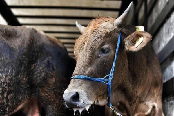 <br><b>Kurban keserken nelere dikkat edilmelidir?</b></br>  Kurban keserken aadaki hususlara dikkat edilmelidir: 1. Usulne gre bir kesim yapm olmak iin hayvann yemek ve nefes borularyla, iki atardamarndan en az birinin kesilmesi gerekir.