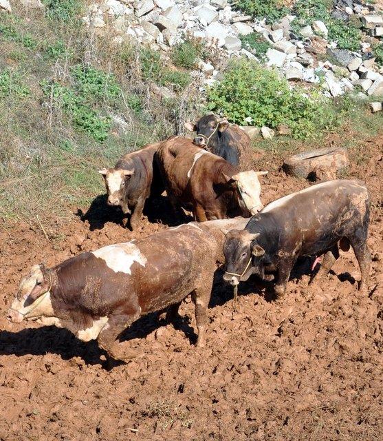 Mslman veya ehl-i kitaptan olmayan mecs, putperest veya ateistin kestii hayvann eti hell deildir. Onun kestii hayvan da kurban olmaz.